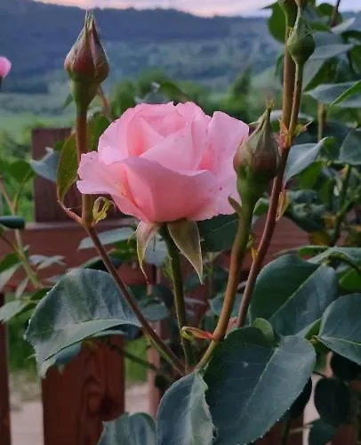 דירה Eskici Staro Myasto