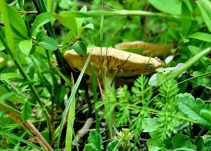 Eskici * Staro Myasto